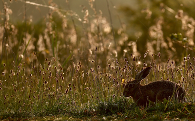 The Return of the Brown Hare