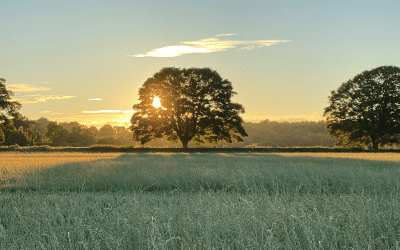 Finding Mindfulness in Nature